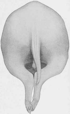 Hind Limbs and Tail (eight weeks).