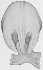 Hind Limbs and Tail (six weeks).