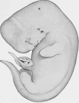 Horse Embryo (five weeks).
