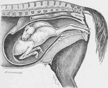 Legs and Breast presented.