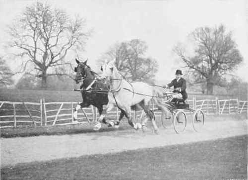 MR. WALTER WINANS' TROTTERS, LYRIC AND SAMOS.