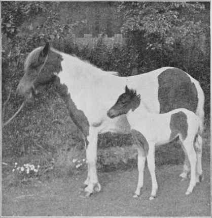 Mare and New born Foal.