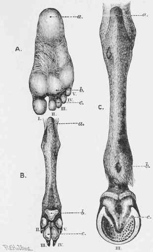 Plantar Surface of the Foot of   a, Man ; B, Dog; c. Horse.