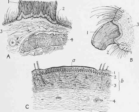Sections of Chestnut and Ergot of Horse and Bare Patch of Ass.