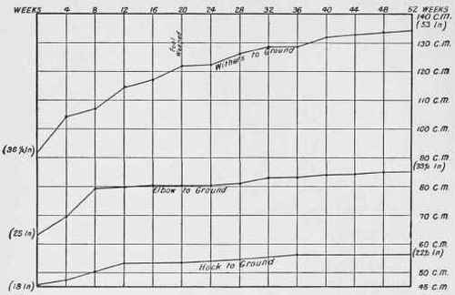 Table II.   Showing the Rate of Growth of a 14 hands Horse during the First Year