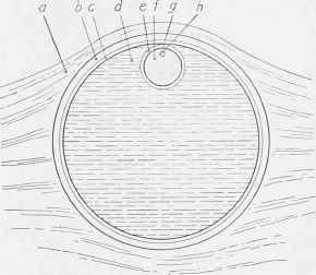 The Ovum lying in the Graafian Vesicle.