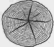 Defects In Timber 300216