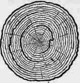 Defects In Timber 300217