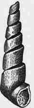 Fig. 3.1. Cast of the shell known as the  Portland Screw, Cerithium Portlandicum.