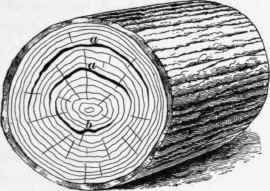 Timber Properties Of Timber Part 3 245