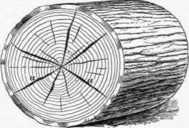 Timber Properties Of Timber Part 4 246