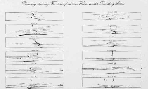 DRAWING SHOWING FRACTURE OF VARIOUS WOODS UNDER BENDING STRESS