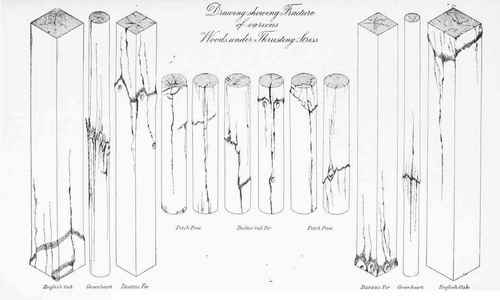 DRAWING SHOWING FRACTURE OF VARIOUS WOODS UNDER THRUSTING STRESS