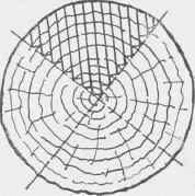 Fig. 93. Quarter Sawing.