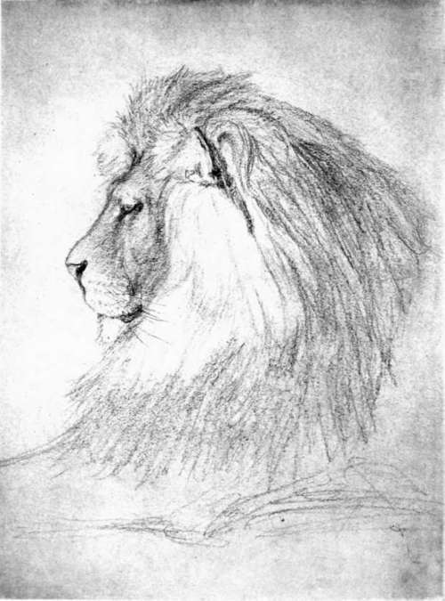 Head Of A Lion. Sketch By Charles Livingston Bull.