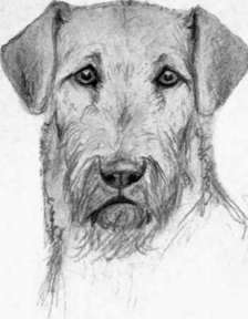 Head of Airedale. Sketch by Charles Livingston Bull.