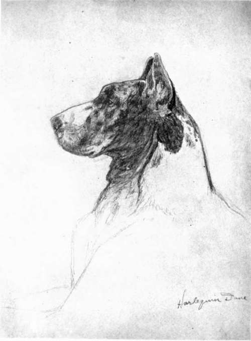 Sketch Of A Great Dane By Charles Livingston Bull.