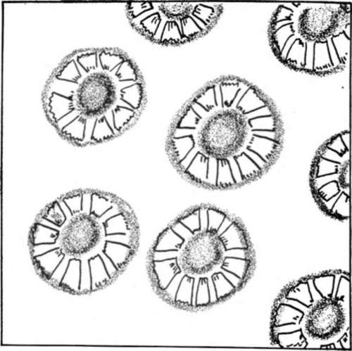 A design printed from a section of corncob