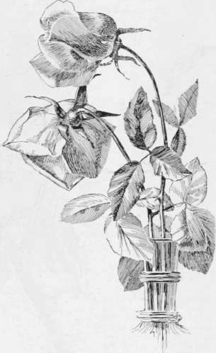 Catherine Mermet Roses.