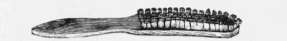 Fig. 6.   Brush for clearing the charred wood in Relief Pyrogravure.