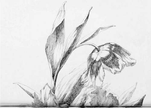Floral Decorative Studies 631