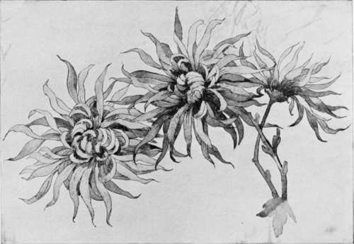 Japanese Chrysanthemums: Study in Water Colours. By Clara Goodyear.