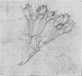 Pencil Study by E Burne Jones Photo, by Frederick Hollyer 2.