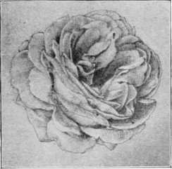Pencil Study by E Burne Jones Photo, by Frederick Hollyer.