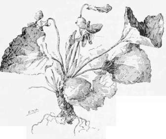 Violets Pen Study By E. M. H.
