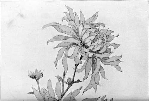 Yellow Chrysanthemums 306
