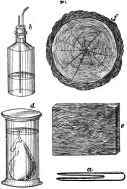 Preserving Botanical Speciemens