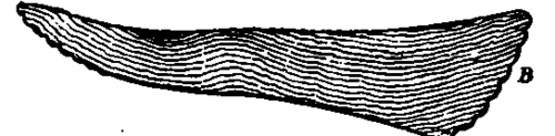The Tools 500188