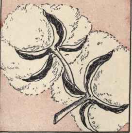 How Can You Recognize The Fiber From Which The Clo 174