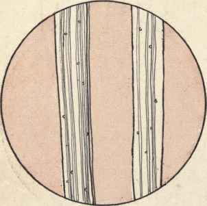 How Can You Recognize The Fiber From Which The Clo 181