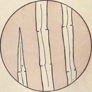 How Can You Recognize The Fiber From Which The Clo 185