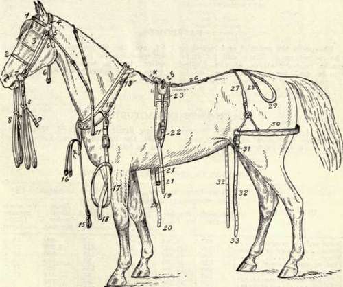 A Horse Harnessed With The Buckles Unfastened.