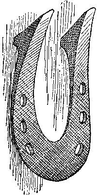 Historical Development Of The Horseshoe 819 07 fig18