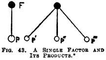 A Single Factor & its Products