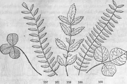 Compound leaves