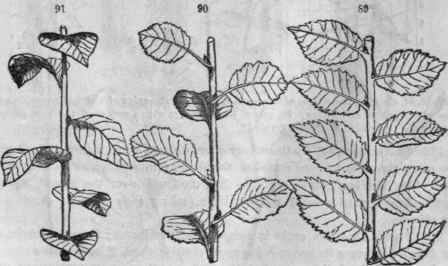 Phyllotaxy