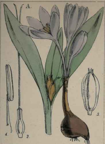 Colchicum autumnale.