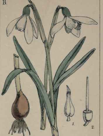 Galanthus nivalis