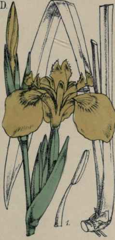 Iris Pseud acorus.