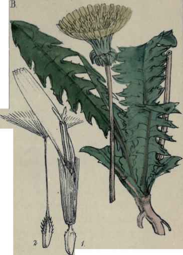 Leontodon Taraxacum