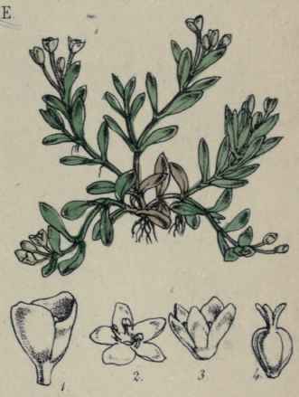 Monua fontana.