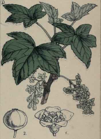 Ribes rubrum.