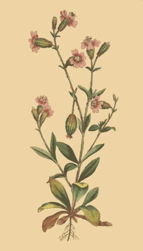 114 Silene Pendula Pendulous Catchfly 