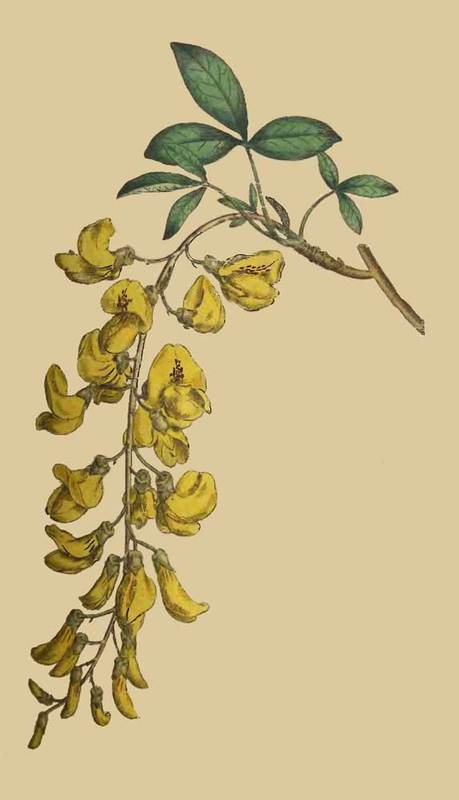 176 Cytisus Laburnum Common Laburnum