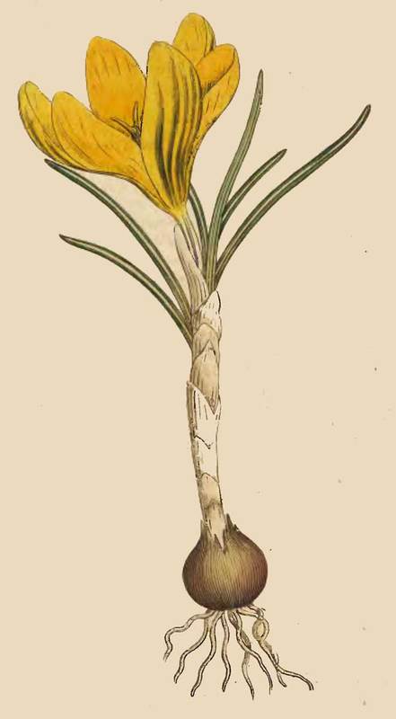 45 Crocus vernus Spring Crocus