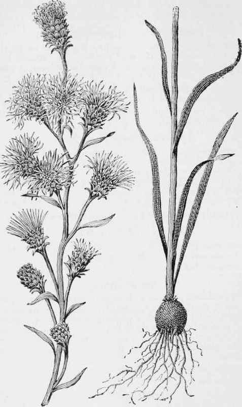 Blazing star (Liatris spicata)